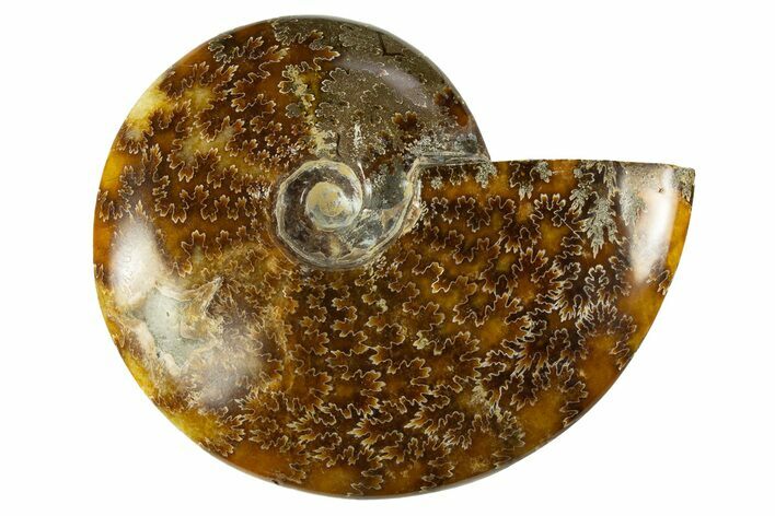 Polished Cretaceous Ammonite (Cleoniceras) Fossil - Madagascar #303901